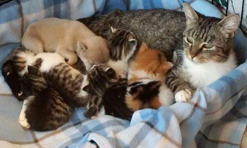 猫咪产后缺钙怎么治疗 宠物猫咪产后缺钙症状